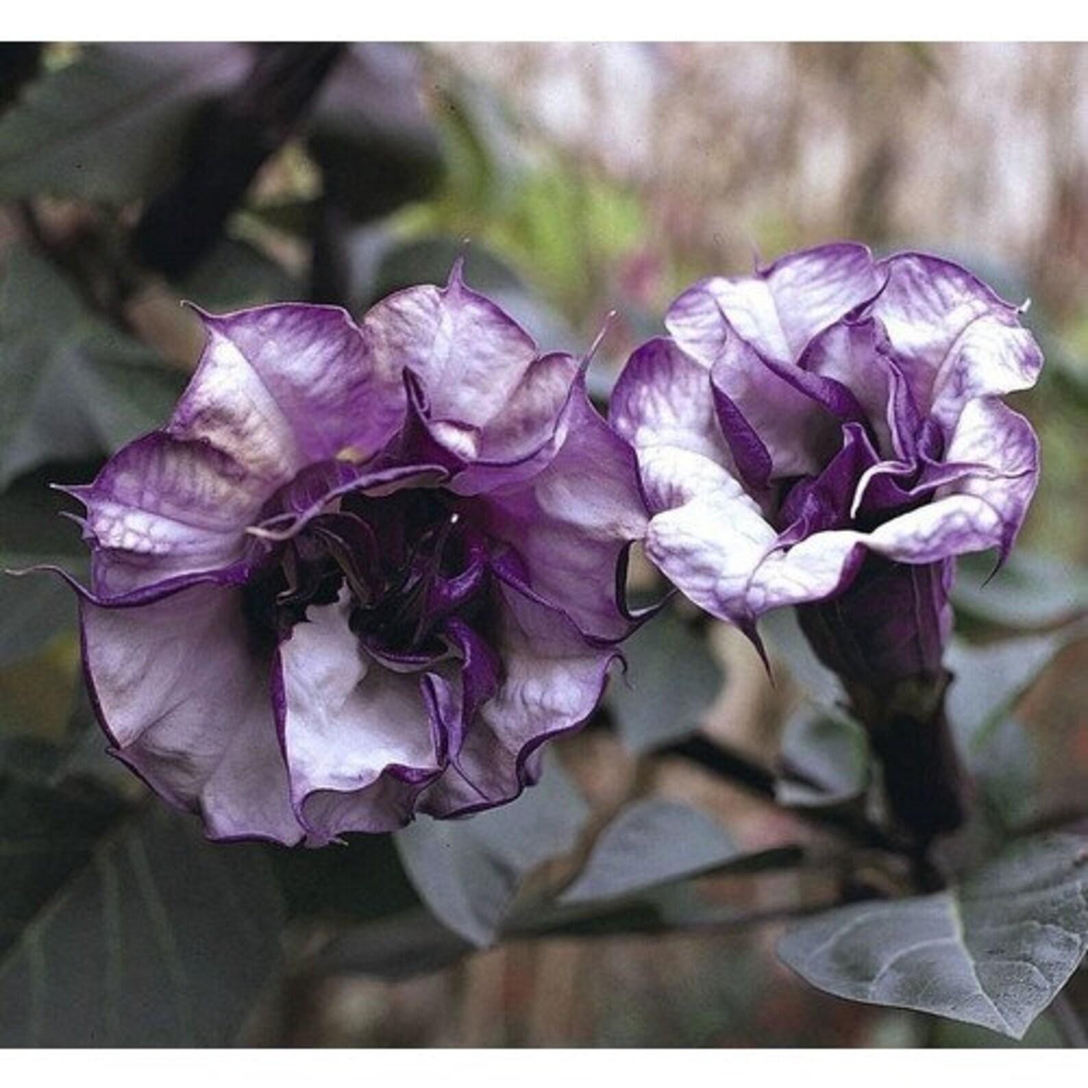 Semillas De Datura Mix - 3 Variedades, Planta Exótica Con Flores Grandes