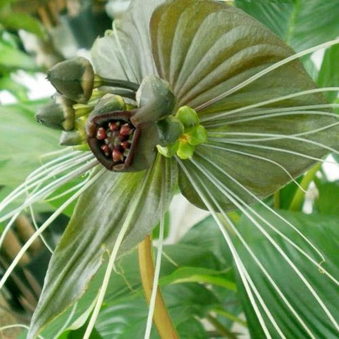 Tacca Chantrieri 'green Isle' X 10 Seeds UK