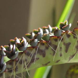 May include: A close-up of a green succulent plant with small, light green leaves and white roots growing from the stem.