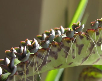 DEVIL'S BACKBONE - Kalanchoe daigremontiana - 15 Plantlets