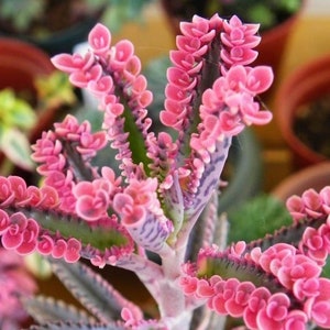 Kalanchoe 'Pink Butterflies  x 6 Plantlets - FREE UK DELIVERY