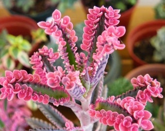 Kalanchoe 'Pink Butterflies x 6 Plantettes - LIVRAISON GRATUITE AU ROYAUME-UNI