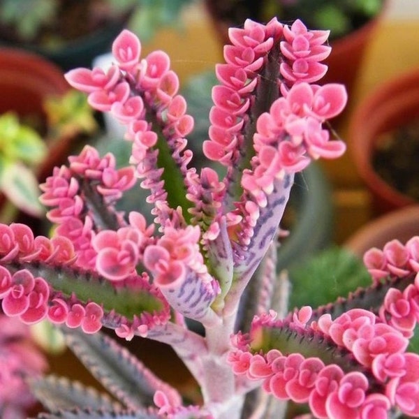 Kalanchoe 'Rosa Schmetterlinge x 6 Plantlets - Kostenlose Lieferung in Großbritannien