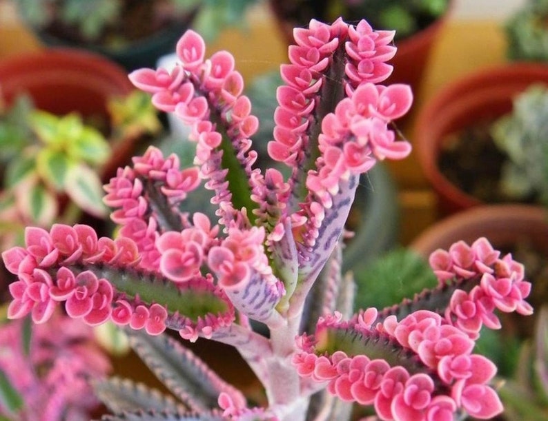 Kalanchoe 'Pink Butterflies x 6 Plantlets FREE UK DELIVERY image 1