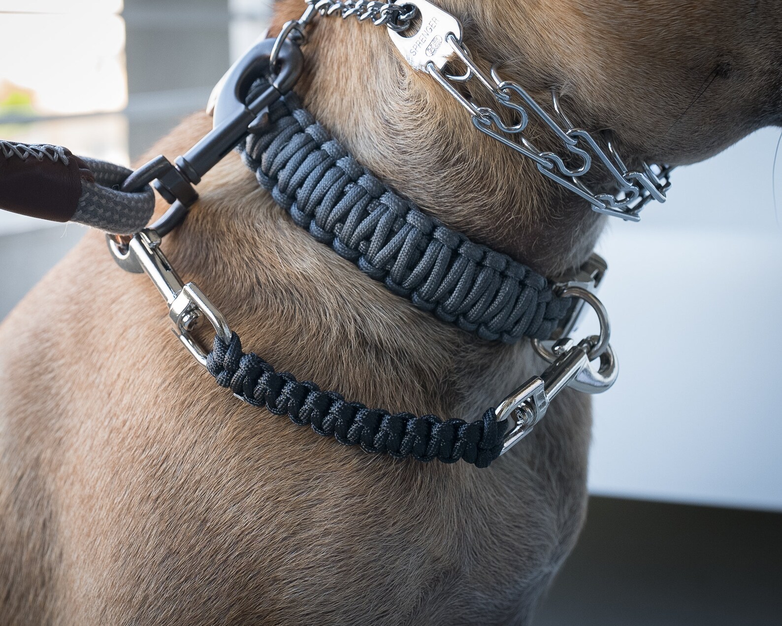 Dog Collar Safety Leash Prong Collar Back up Strap Clip Etsy