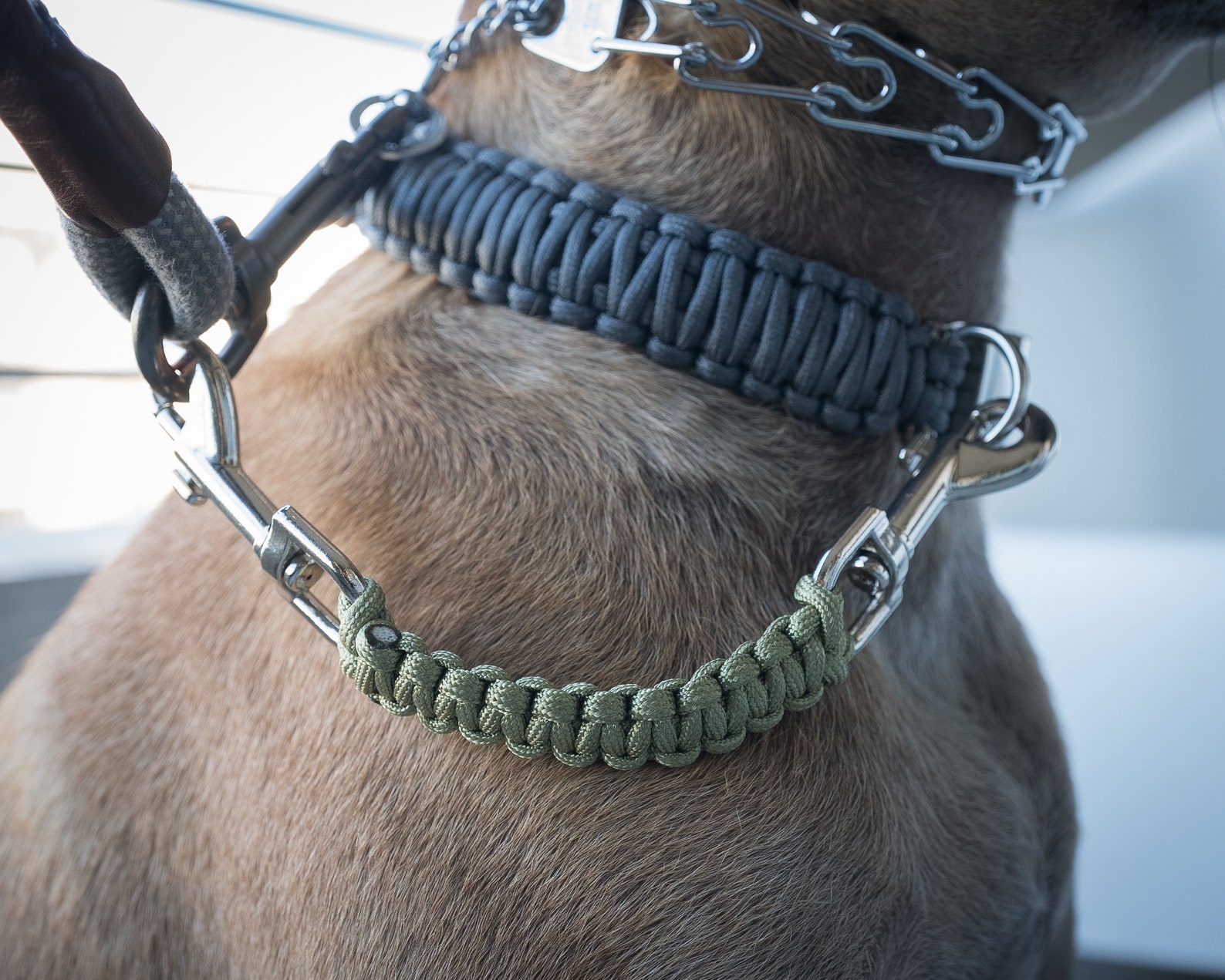 Dog Collar Safety Leash Prong Collar Back Up Strap Clip Etsy 日本