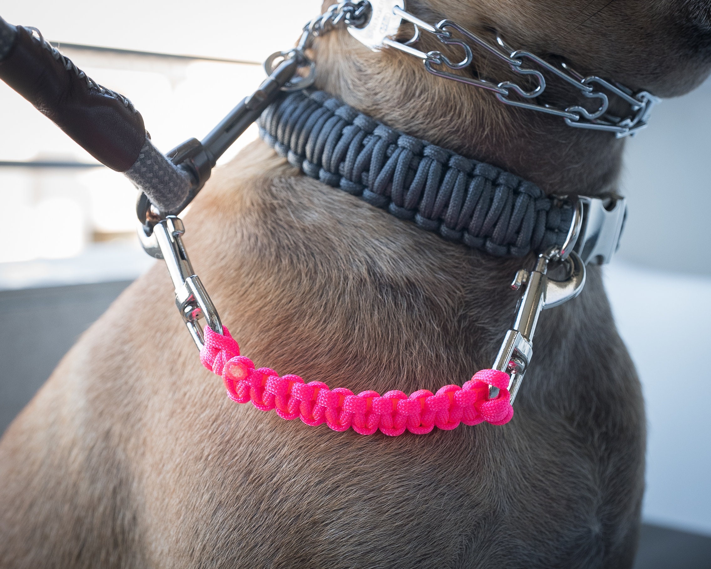 Dog Collar Safety Leash Prong Collar Back Up Strap Clip Etsy 日本