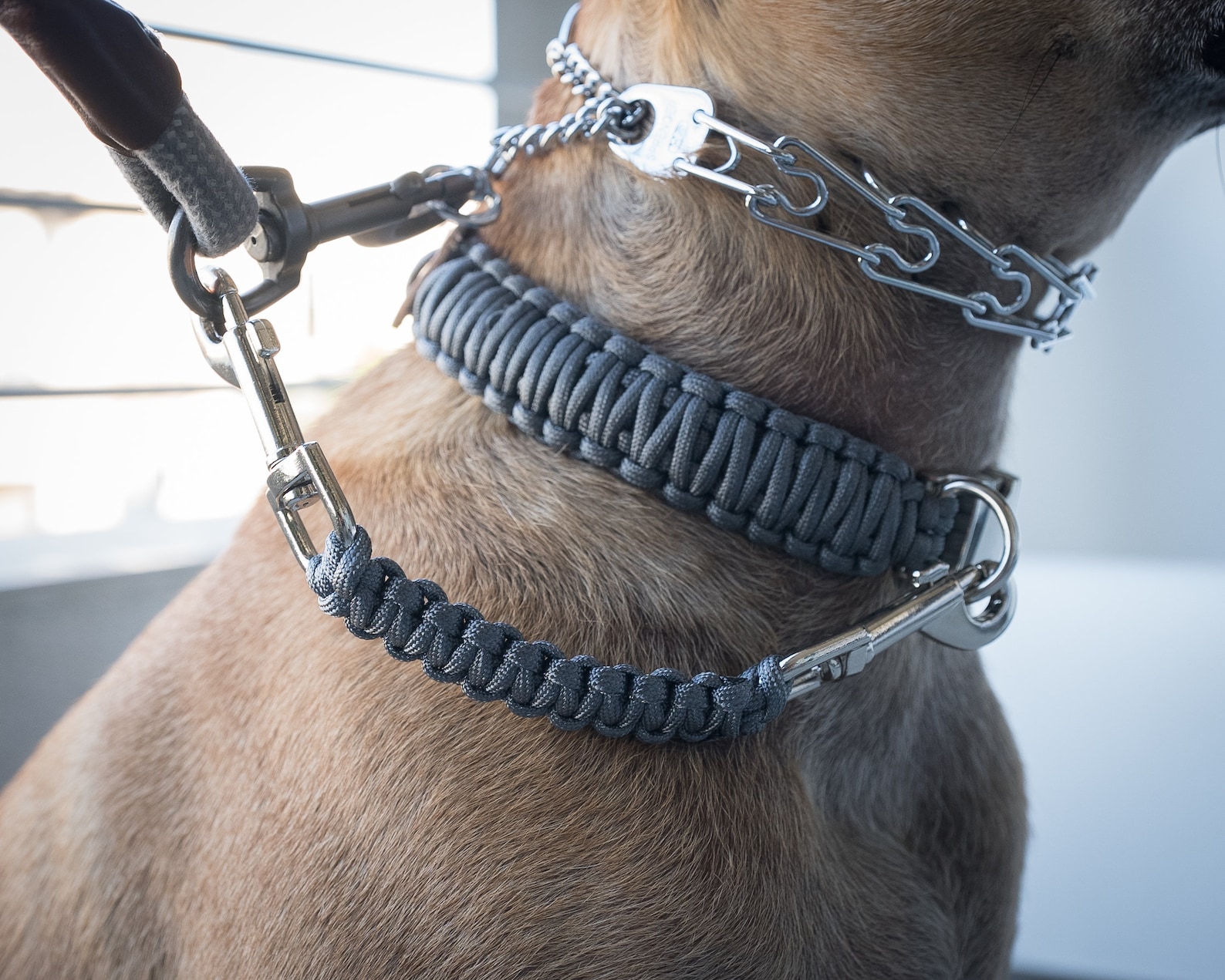 Dog Collar Safety Leash Prong Collar Back up Strap Clip Etsy