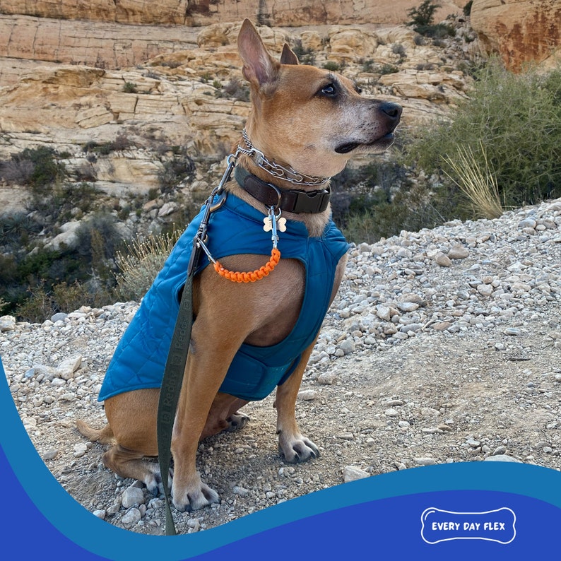 Dog Collar Safety Leash Prong Collar Back up Strap Clip Etsy