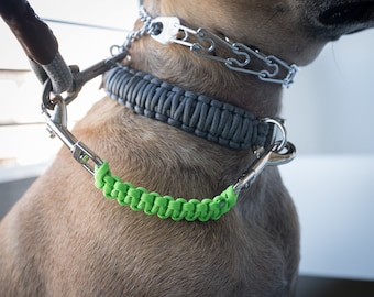 May include: A brown dog wearing a silver chain collar, a grey paracord collar, and a green paracord lead.