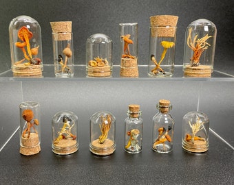 Tiny Dried Mushrooms/Fungus in vial | oddity | curiosity | witchy | whimsigoth | cottagecore | goblincore | mushroom | fungus | display only