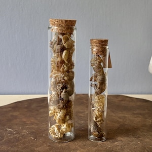 May include: Two glass jars with cork tops filled with dried insects. The jars are on a brown wooden surface.