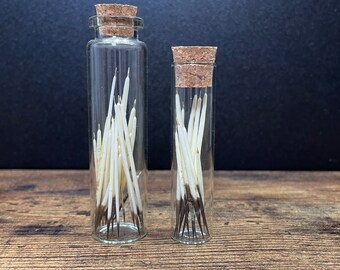 Ethically Sourced Porcupine Quills in Vial | Natural Curio
