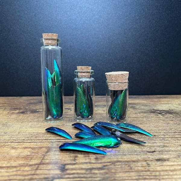 Jewel Beetle Wings in Vial  | curio | oddity | natural history specimen | goblincore | whimsigoth | ethically sourced