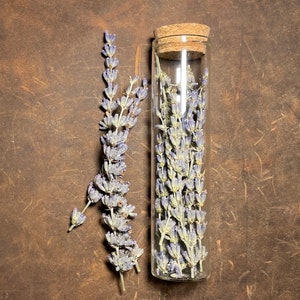 Lavender sprigs in 60ml vial or buds in 40ml vial curio oddity natural history specimen goblincore whimsigoth spell ingredient Sprigs in 60ml vial