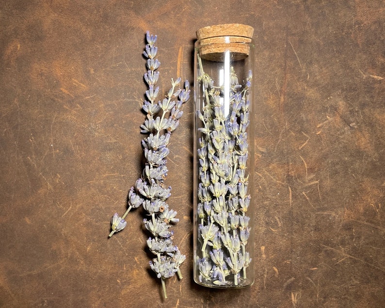 Lavender sprigs in 60ml vial or buds in 40ml vial curio oddity natural history specimen goblincore whimsigoth spell ingredient Sprigs in 60ml vial