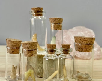 Small to Medium Mammal Tooth in Vial: Intuitively Chosen | ethically sourced | Canadian | oddity | curios | witchcraft | goblincore | unique