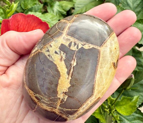 Septarian Palmstone, Septarian Pocket Stone