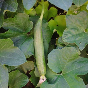 Luffah Seeds (Luffa aegyptiaca) - STORE CLOSING SALE