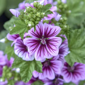 Può includere: Un grappolo di fiori di malva con petali di colore viola chiaro e venature viola scuro che si irradiano dal centro. La pianta presenta foglie verdi seghettate e diversi boccioli di fiori non ancora aperti in una formazione compatta.
