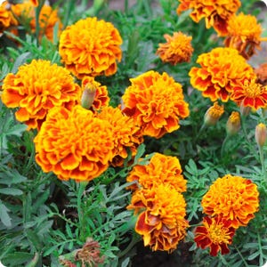Semi di calendula francese, fiori arancioni da giardino, attrae gli impollinatori, pianta da consociazione