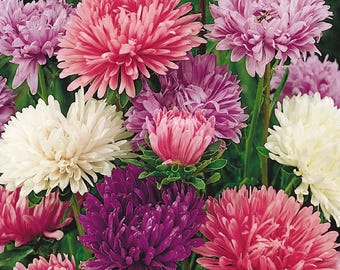 Semillas de aster pompones / Callistephus chinensis / Polinizador anual / Flor cortada / Jardín rústico / Fácil de cultivar / Variedad tradicional