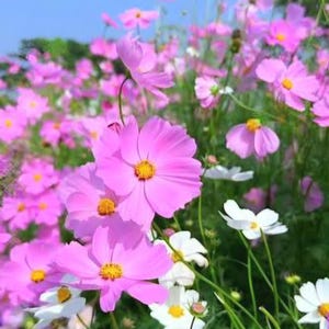 Può includere: Un campo di fiori cosmea con vivaci petali rosa e bianchi e centri gialli. I fiori crescono su sottili steli verdi contro un cielo azzurro, mostrando vari stadi di fioritura, dai boccioli chiusi ai fiori completamente sbocciati.