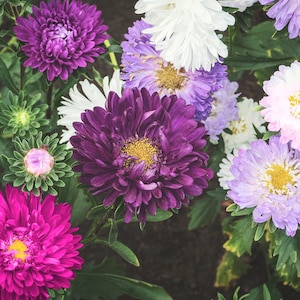 May include: A cluster of vibrant aster flowers in shades of deep purple, magenta, light lavender, and white. Each bloom features dense, layered petals surrounding a bright yellow centre, interspersed with green foliage and unopened buds.