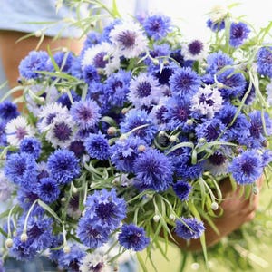 May include: A large bouquet of vibrant blue cornflowers featuring ruffled petals and dark centres, interspersed with a few white blossoms and slender green stems. The flowers are densely packed together, creating a rich display of colour.