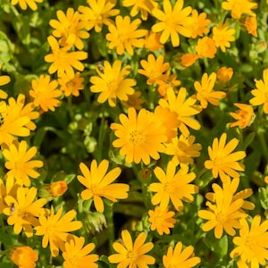May include: A close-up shot of a vibrant field of yellow flowers with green foliage. The flowers have multiple petals and are in full bloom, creating a bright and cheerful scene. The image is well-lit, highlighting the details of the flowers.