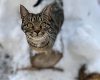 Lectura de comunicación animal
