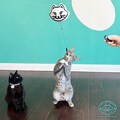 Interactive Cat Toy. Remote Controlled Feather, Tassels or Plushy Worms, Zips n' Zooms. Can Use with Catnip too! Get The Ultimate Kat Toy.