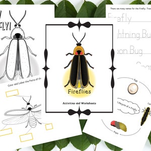 Printable Firefly Unit Study, Summer Learning Activities Lightning Bug, Homeschool Unit Study, Firefly Life cycle, Parts of a Firefly