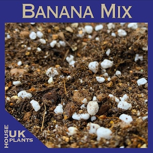 INDOOR BANANA Plant Repotting Soil Mix (Musa, Ensete, Dwarf Cavendish, Basjoo Blood Abyssinian Maurelli Bananas) Peat Free Compost UK Bio