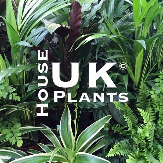 BIRD of PARADISE Repotting Soil Mix (strelitzia Nicolai, Reginae, Juncea)  Peat Free Compost for Sowing Seeds and Potting up Indoor Plants UK - Etsy  Israel