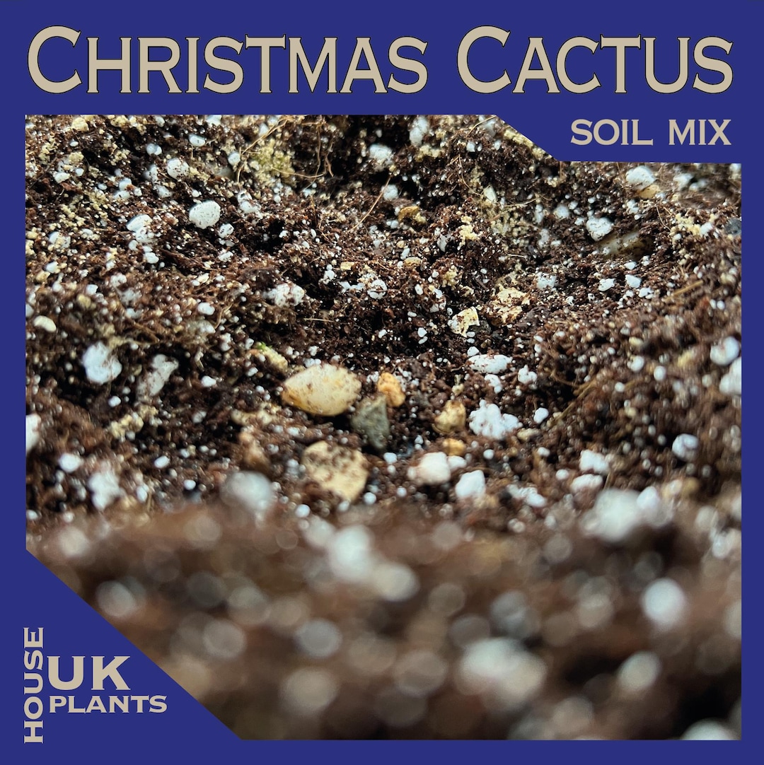 CHRISTMAS CACTUS Soil Mix (pest-free Repotting Compost for ALL Tropical ...