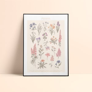Floral poster "l'Herbier" - Hand-drawn illustration - Printed on thick textured paper - 30x40cm format - Botanical plate