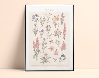 Floral poster "The Herbarium" - Hand-drawn illustration - Printing on thick textured paper - format 30x40cm - Botanical plate