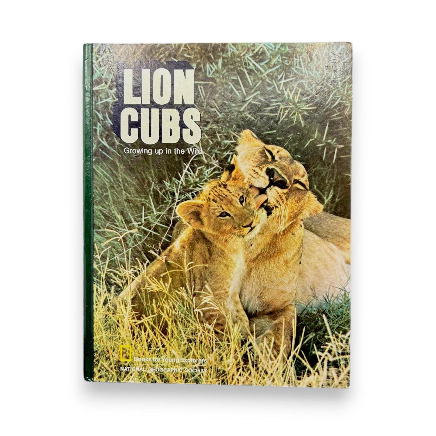 Sighting of Tiny Lion Cubs at Magashi Camop | Wilderness, image size:1500x1500