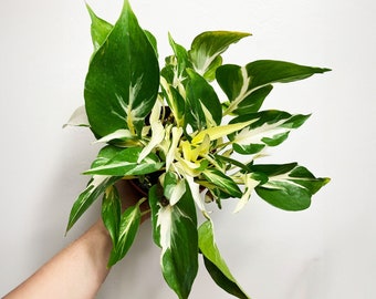 Mutant Manjula Pothos, Epipremnum Aureum Manjula, Extremely Rare Variegated Pothos, Variegated Pothos Plant, Available in Multiple Sizes