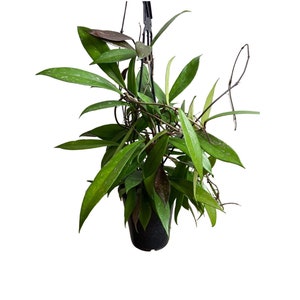 Hoya Pubicalyx Hawaiian Purple,  Live Houseplant, Pet Safe Plant