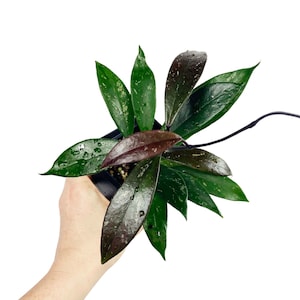 Hoya Pubicalyx Hawaiian Purple, Silver Splash, Hoya Live Houseplant, Pet Safe Plant
