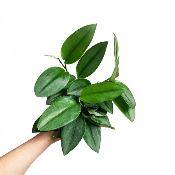 Scindapsus Treubii Moonlight, Pictus Sterling, Tropical Trailing Plant, Easy Care Plant, Silver Satin Pothos, 4" Pot