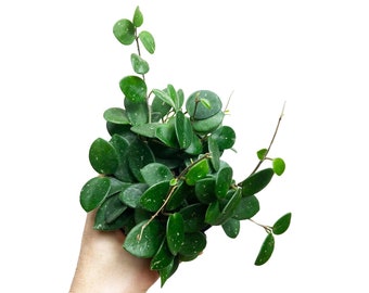 Hoya Mathilde, Mathilde Splash, Live Indoor Houseplant, Pet Friendly Wax Plant, Round Leaf Hoya, Easy Care Hoya, Available in Multiple Sizes