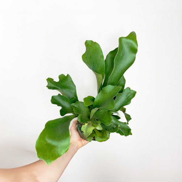 Staghorn Fern, Dutch Staghorn Fern, Platycerium Bifurcatum, Exotic Tropical Plant, Live Plant, Available In Multiple Sizes