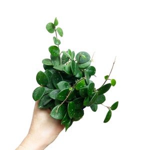 Hoya Mathilde, Mathilde Splash, Live Houseplant, Pet Friendly Plant, Round Leaf Hoya