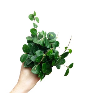 Hoya Mathilde, Mathilde Splash, Live Indoor Houseplant, Pet Friendly Wax Plant, Round Leaf Hoya, Easy Care Hoya, Available in Multiple Sizes