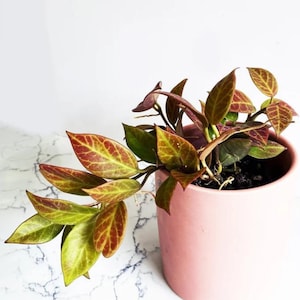 Hoya Sunrise, Sun Stressing Red Hoya, Rare Rooted Hoya, Indoor Wax Plant, Hoya Cuttings, Sunrise Hoya, Available In Multiple Sizes