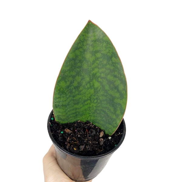 Sansevieria Sharkfin, Masoniana, Whalefin Plant, Low Light Tolerant, Beginner Houseplants, Easy Care, Air Purifying, Live Indoor Plant