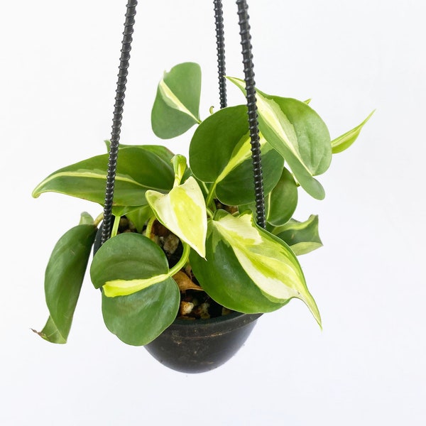 Philodendron Cream Splash, Tropical House Plant, Rare Aroid Plant, Easy Care Indoor Trailing Houseplant, Available In Multiple Sizes